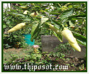 พริก สมุนไพร ทิพย์โอสถ เป็นยาสมุนไพรพื้นบ้าน ราคา ยุติธรรม เป็น ยา