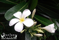 aticle_thaiherbs_15-04-55_D_003.html