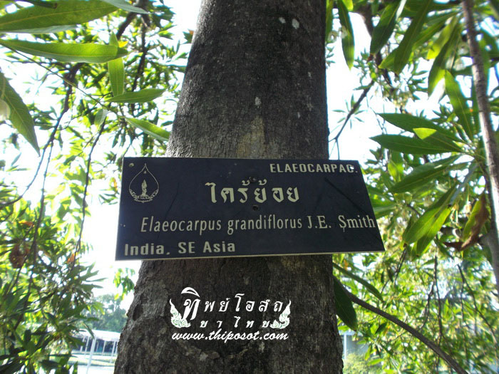 สมุนไพร ทิพย์โอสถ เป็นยาสมุนไพรพื้นบ้าน ราคา ยุติธรรม เป็น ยาสมุนไพร ไทย สมุนไพร แก้ อาการ และ สมุนไพร ช่วยใน การ รักษาโรค ในปัจจุบันการตลาดด้าน สุขภาพ มาแรง สมุนไพร จึงมีบทบาทสูงในชีวิต สมุนไพร ยาไทย กับ การจำหน่าย สมุนไพร ยาทิพย์โอสถ ขอเป็นส่วนหนึ่งในการดูแลชีวิตคุณและคนที่คุณรัก ด้วยสมุนไพรคุณภาพ ใส่ใจทุกขั้นตอนการผลิต ได้มาตรฐานสากลที่คุณไว้วางใจได้ www.thiposot.com